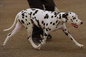 Napoli ragazza ha rapporti intimi con il suo cane