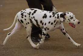 Napoli ragazza ha rapporti intimi con il suo cane