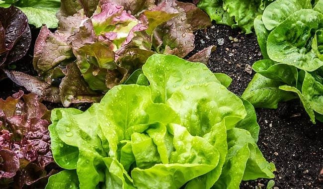 Insalata in busta ragazza ci trova una lumaca