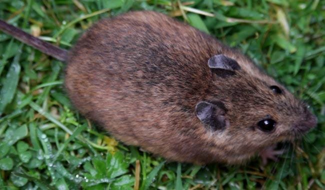 Epatite E arriva il primo caso di infezione tramite ratto