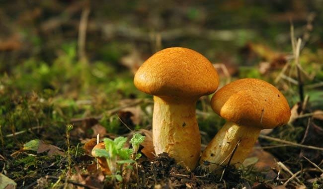Funghi attenzione Amanite falloide