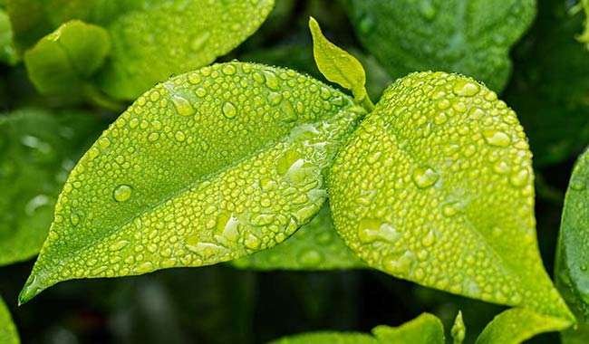 al-naturale-it-il-nuovo-sito-guida-ai-prodotti-naturali