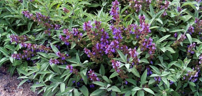 La salvia puo aiutare ad abbassare il diabete