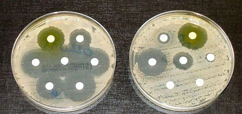 Antibiotici, in Italia l’abuso parte dagli allevamenti