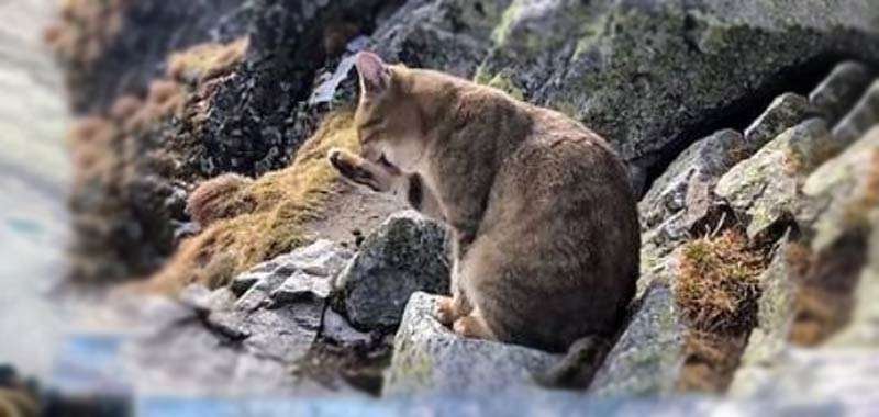Alpinista trova un gatto a 2mila metri di altezza