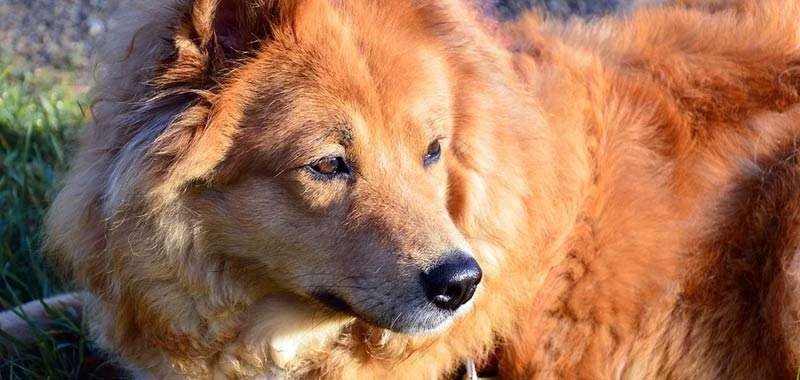 Pet therapy quando gli animali sono una cura