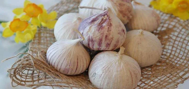 aglio un alleato contro ipertensione