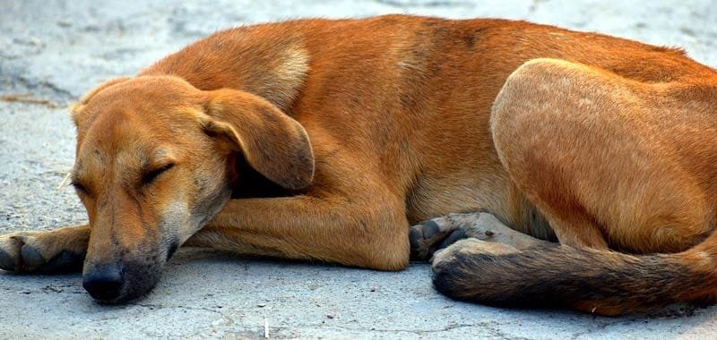 Roma 66 enne uccide un cane impiccandolo nel parco