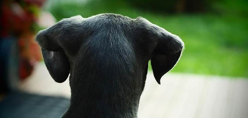 Roma cane abbandonato adottato da un poliziotto