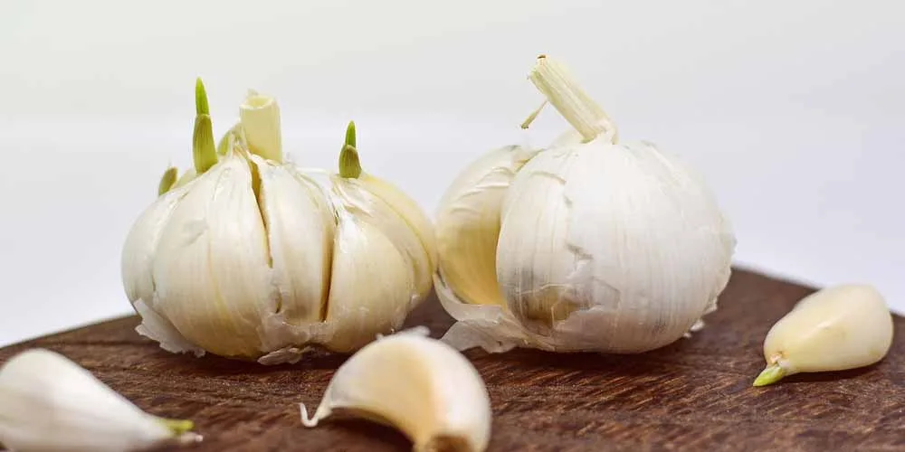 Aglio utilizzato anche come medicinale