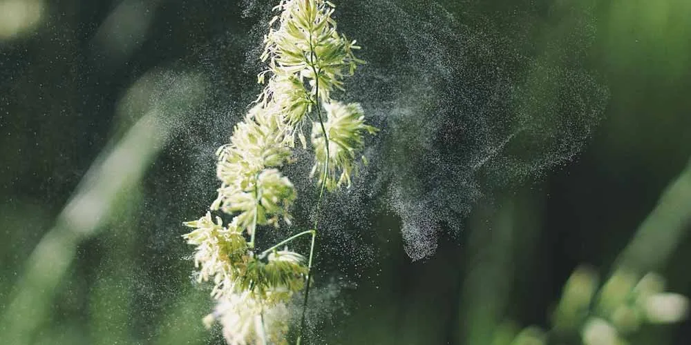 Allergia Attenzione a non confonderla con i sintomi Covid