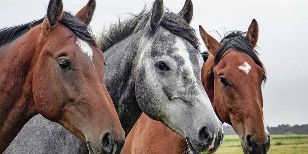 Coronavirus una variante colpisce i cavalli