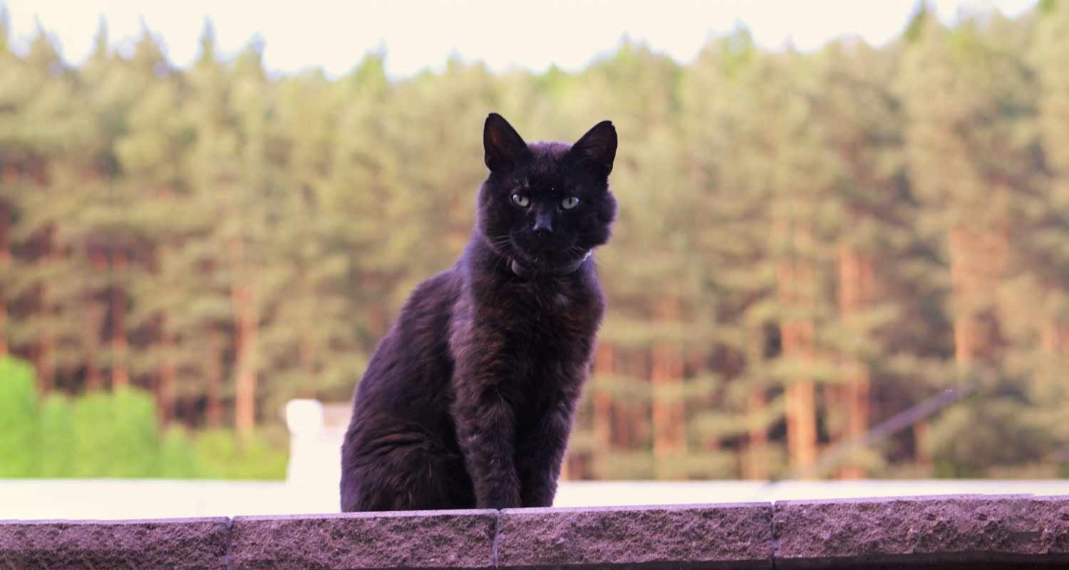 Ricercatori hanno scoperto origine della toxoplasmosi