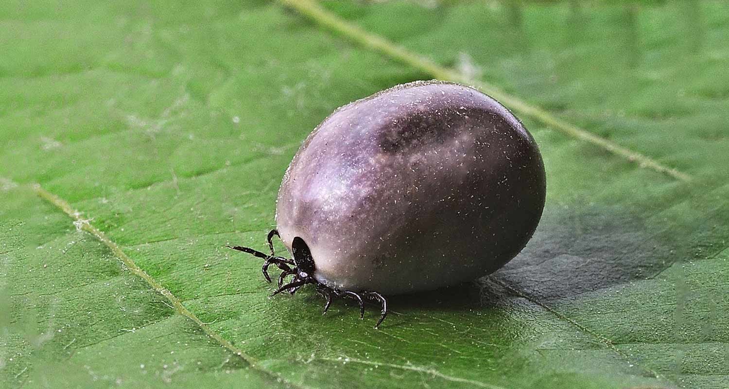 Malattia di Lyme un esplosione in Europa