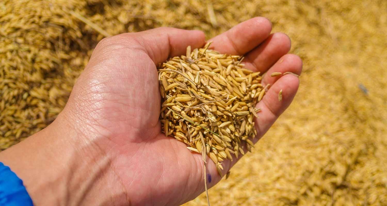 Dalla Turchia, conferma accordo del grano con la Russia