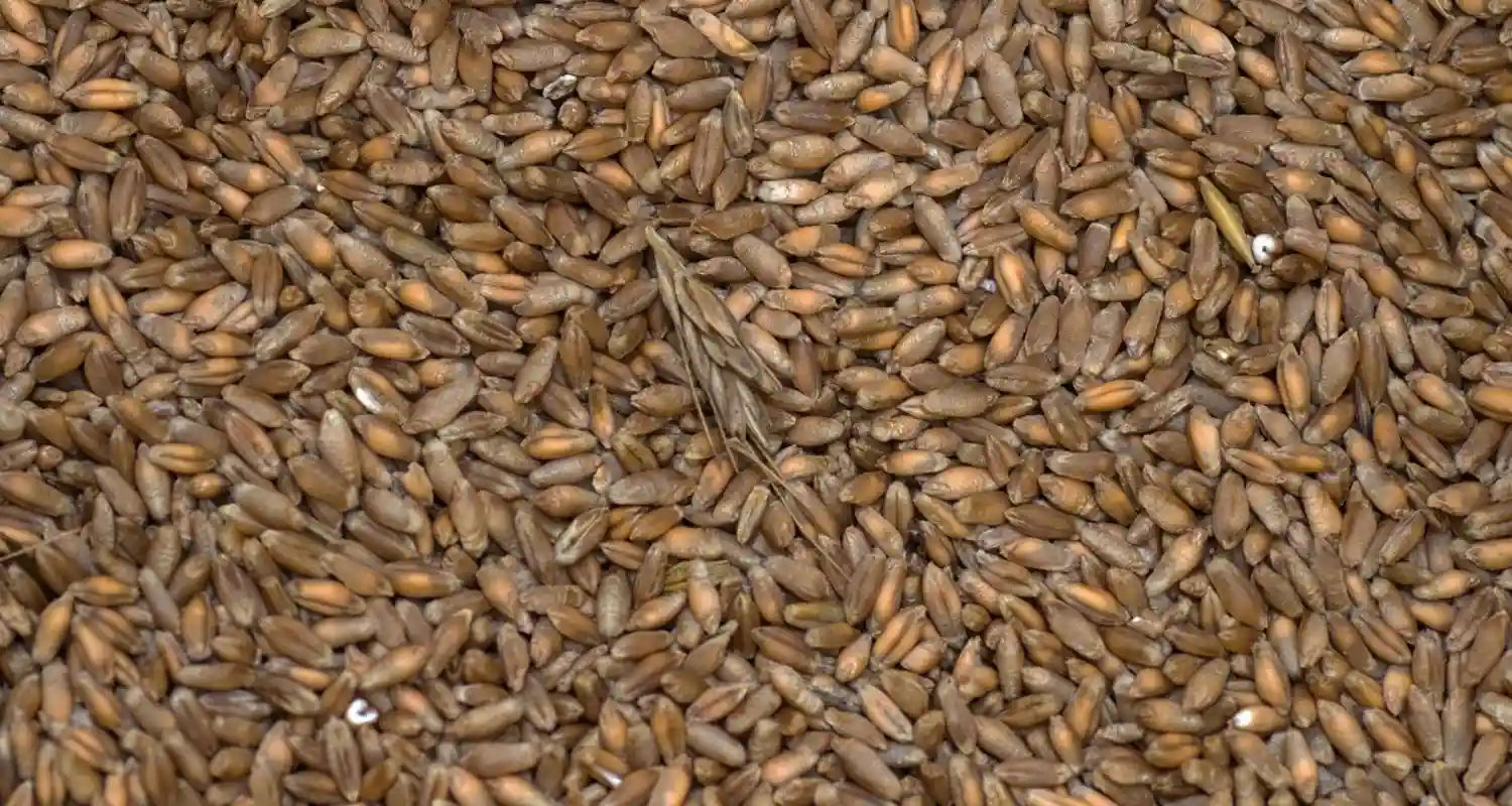 Ucraina Oltre mezzo milione di tonnellate di grano esportate