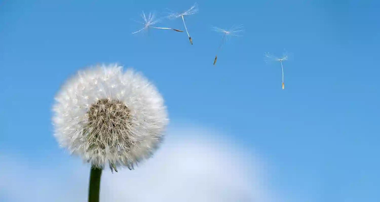 Quali tipi di trattamento per le allergie sono migliori