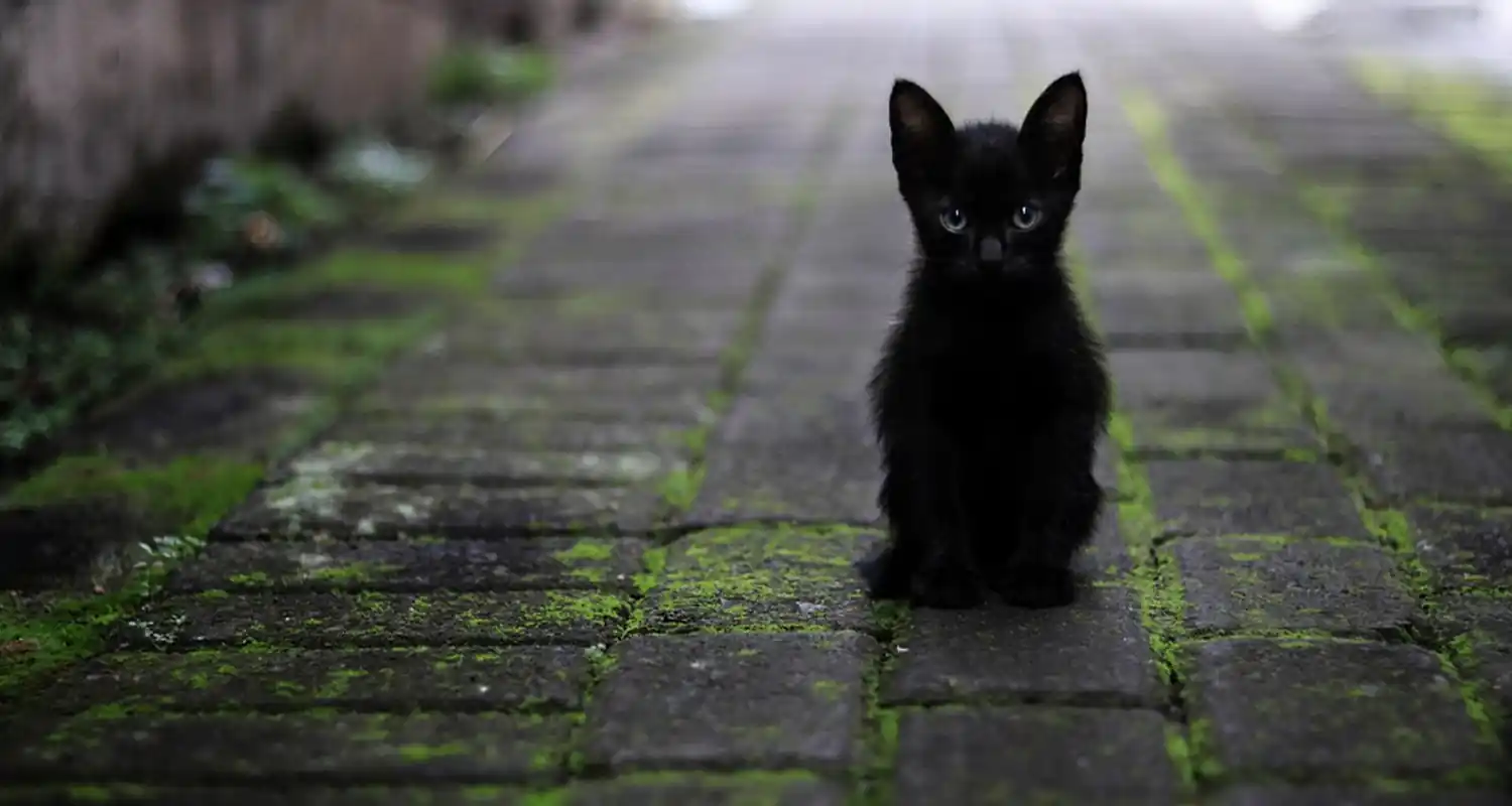 Inghilterra torna dal Qatar con un gatto