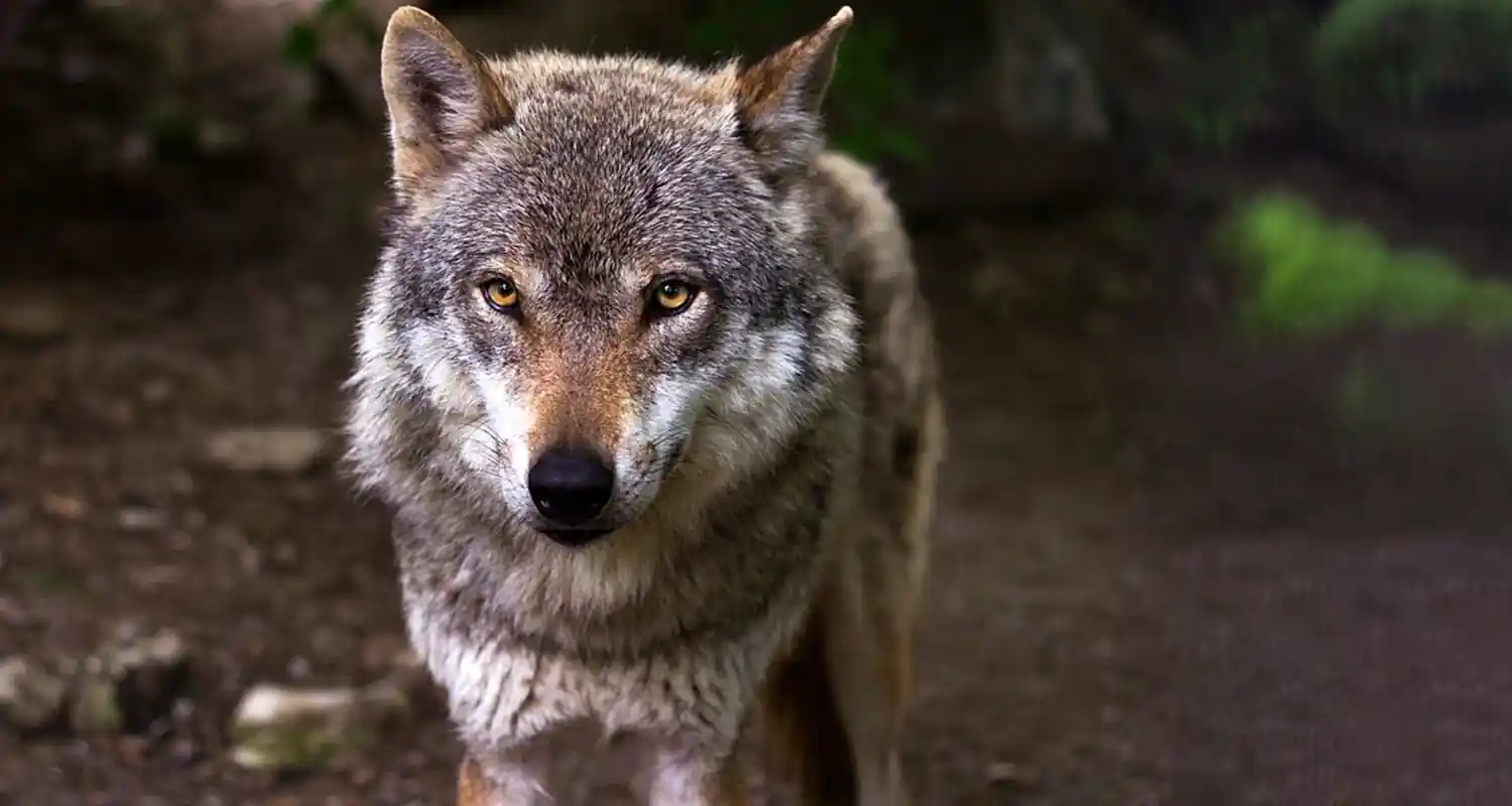 Perche si dice viva il lupo significato