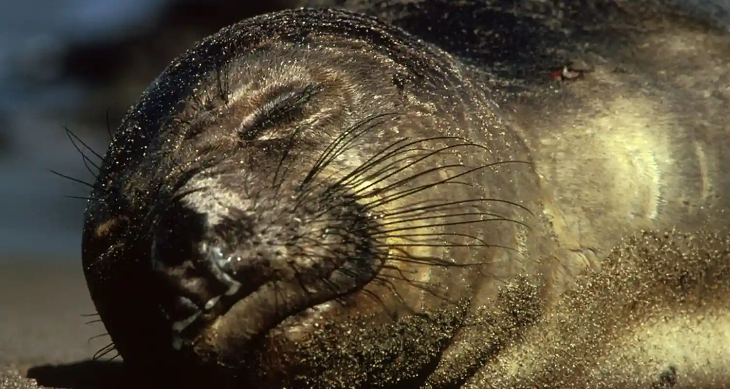 Le sorprendenti abitudini di sonno degli elefanti marini del Nord durante le loro avventure oceaniche