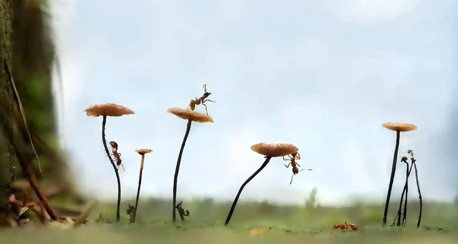 Scopri gli incredibili benefici degli insetti commestibili
