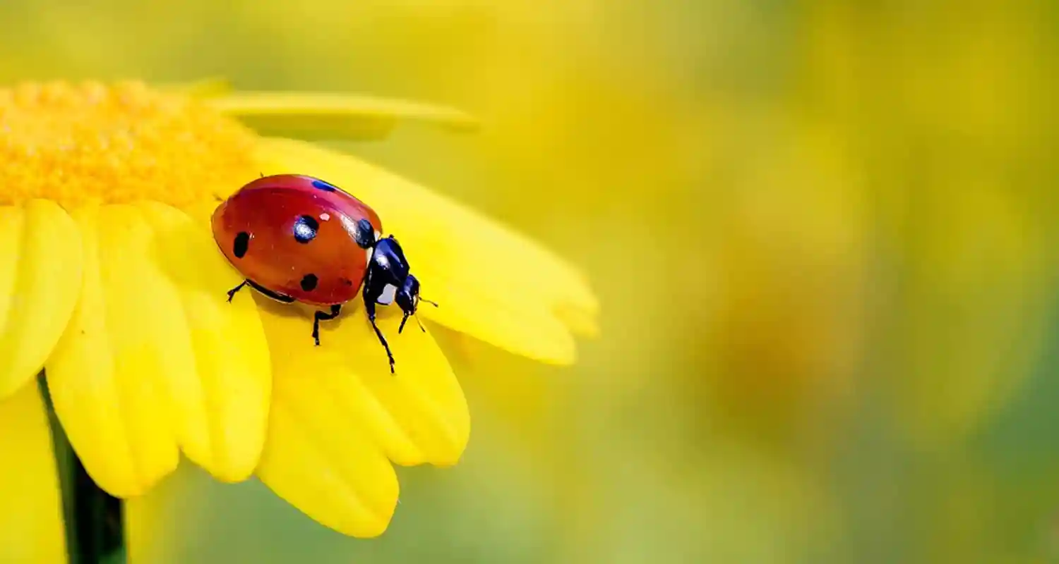 Trovare una coccinella morta in casa significato