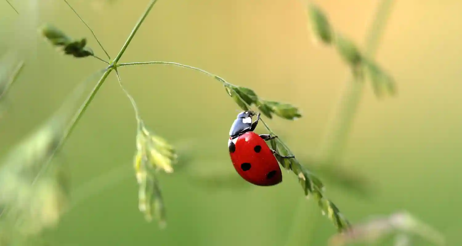 Trovare una coccinella in casa significato