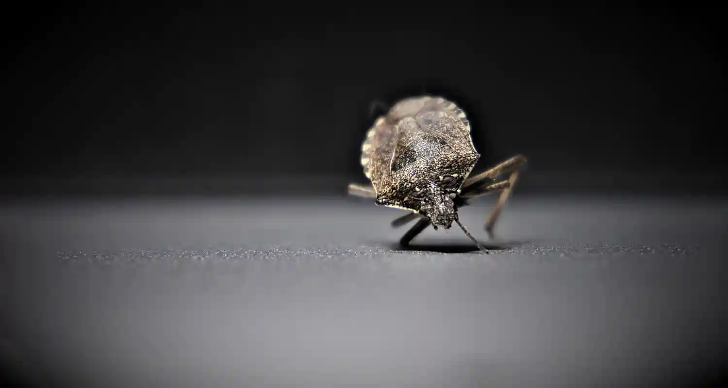 Come capire se ci sono cimici da letto