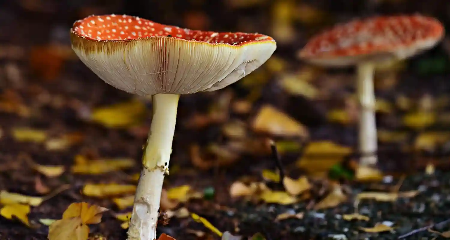 Sognare di raccogliere funghi significato ed interpretazione