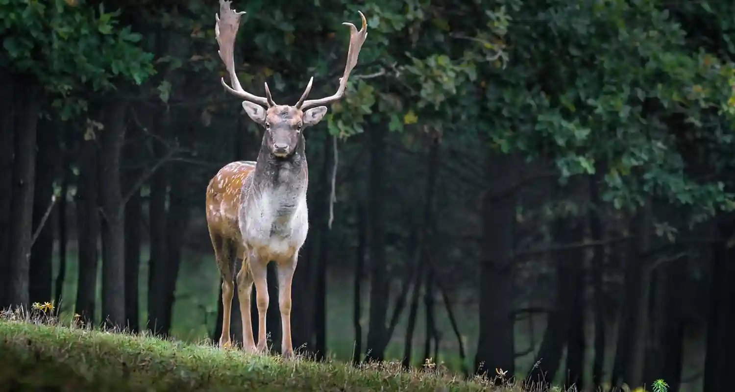 Che cosa è la malattia del cervo zombie