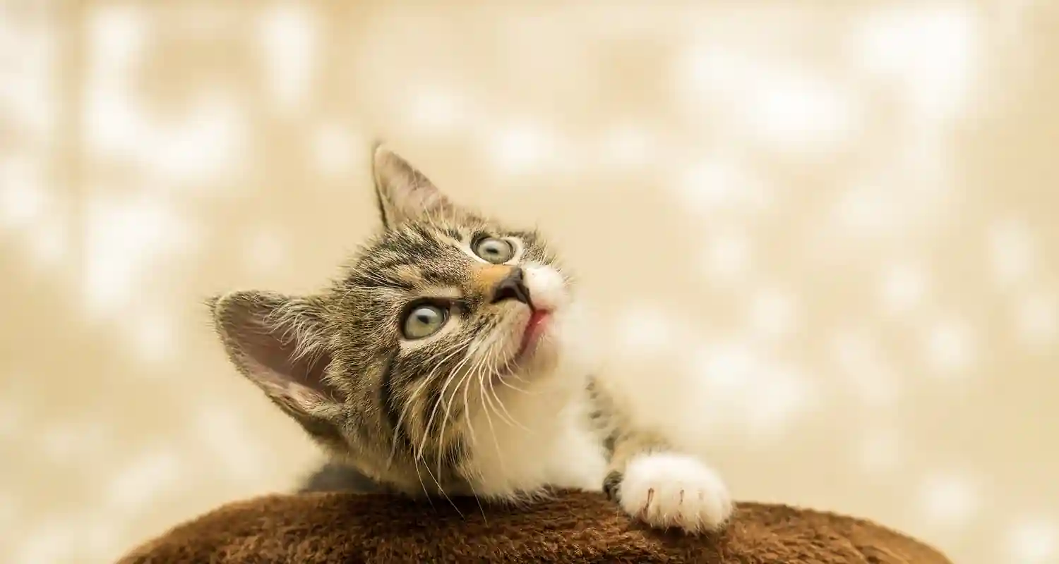 Sognare gattini appena nati, significato ed interpretazione