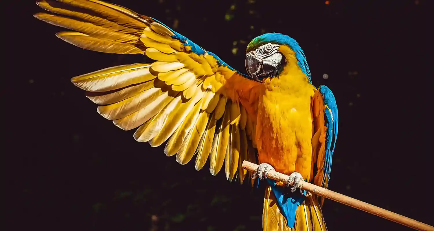 La febbre dei pappagalli in Europa aumentano i casi