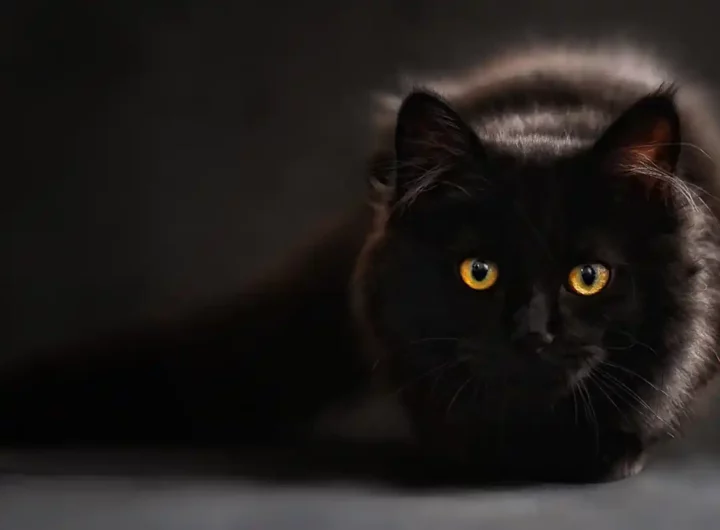 Cosa significa sognare un gatto nero che ti attacca