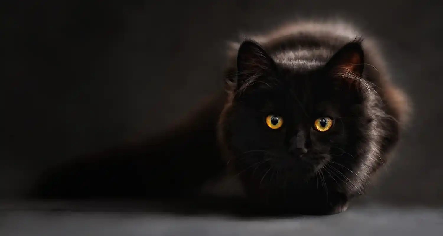 Cosa significa sognare un gatto nero che ti attacca