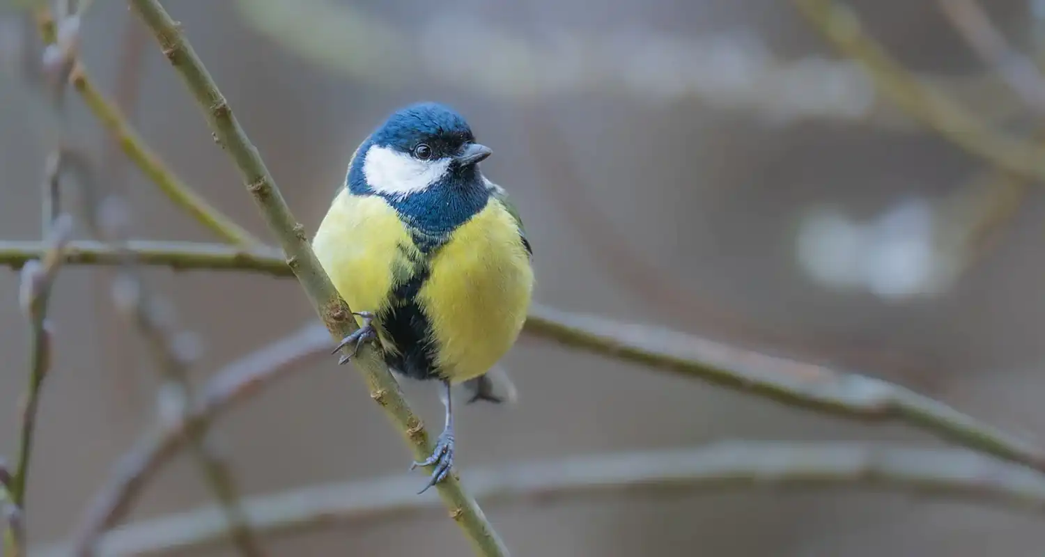 Finalmente sappiamo cosa sognano gli uccelli