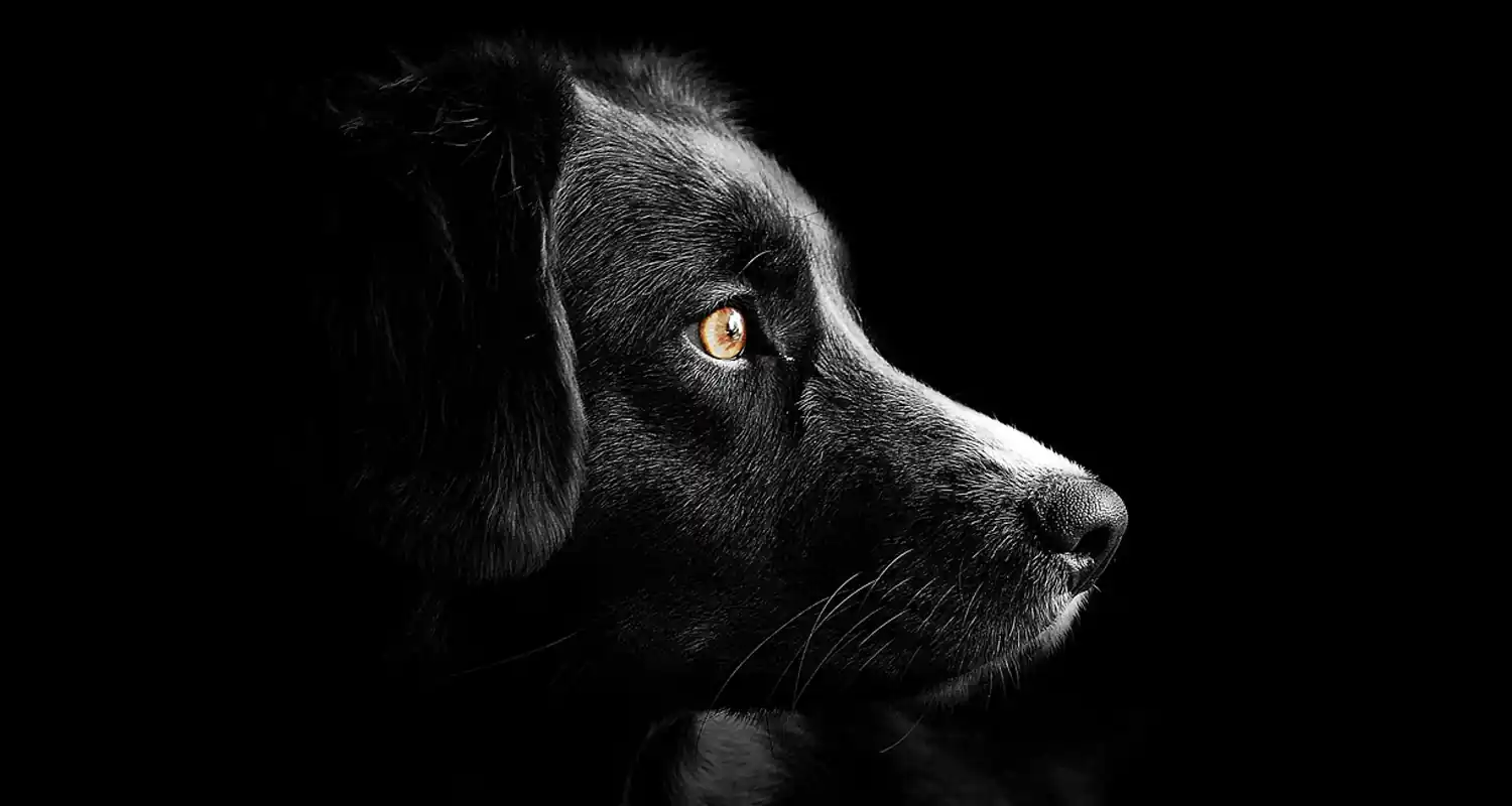 Quali sono le piante velenose per i cani