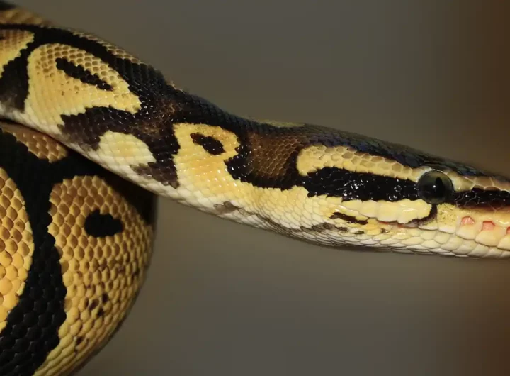 Sognare un serpente che ti attacca