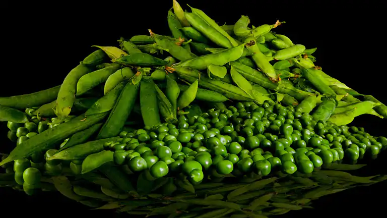 Differenze tra Piselli Selvatici e Coltivati: Cosa Devi Sapere