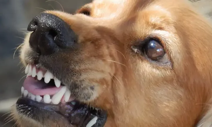Cosa significa sognare un cane che ti morde