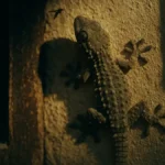 Primo piano di un geco comune