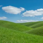 sfondo-windows-xp-oggi-vigneto