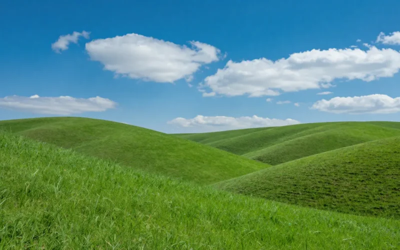 sfondo-windows-xp-oggi-vigneto