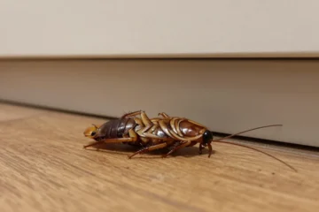 Trovare scarafaggi morti in casa: significato, cause e quando preoccuparsi