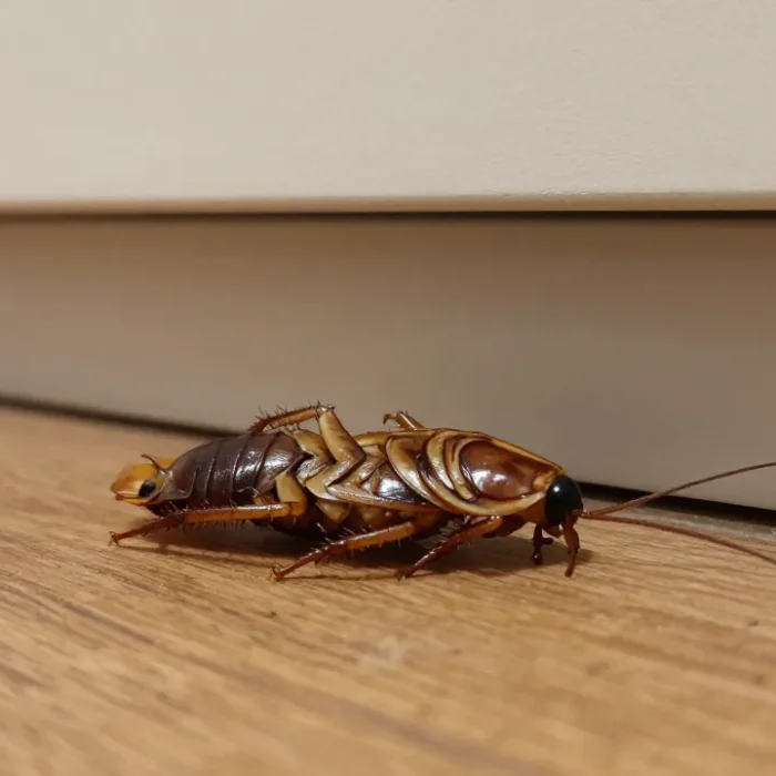 Trovare scarafaggi morti in casa: significato, cause e quando preoccuparsi