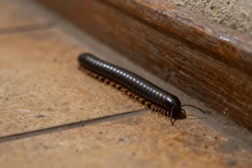 Trovare un millepiedi in casa: significato