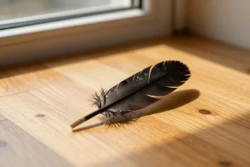 Trovare una piuma nera in casa: significato e interpretazioni